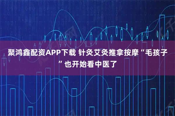 聚鸿鑫配资APP下载 针灸艾灸推拿按摩“毛孩子”也开始看中医了